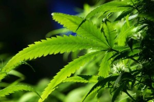 Marijuana plant