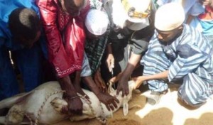 File: muslims killing a ram for sacrifice on Eid-el-Kabir