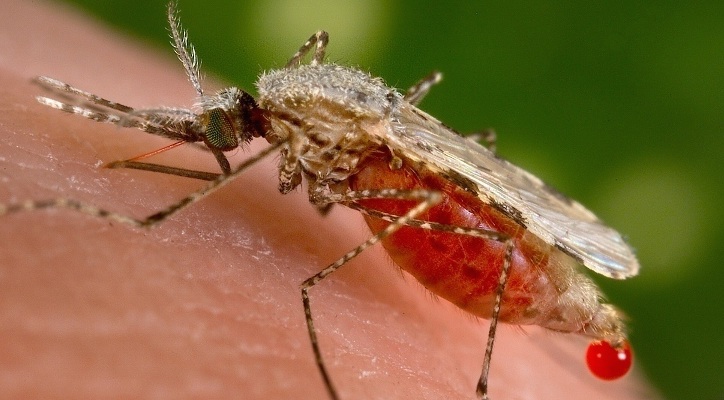 Anopheles mosquito sucking a man's blood