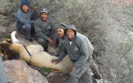 Lion Sylvester: when he was captured the last time