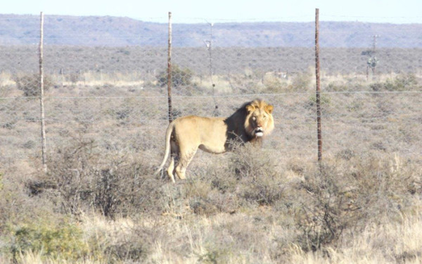 The lion called Sylvester