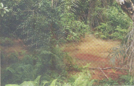 River flowing through Soyinka's property