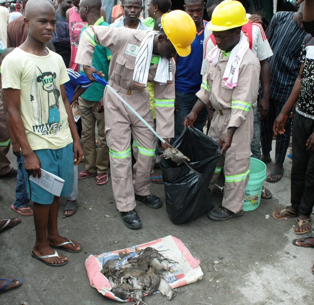 Officials of Phosguard Fumigants Ltd. demonstrate evacuation of dead rats at the flag off of LASG’s Vector Control Programme
