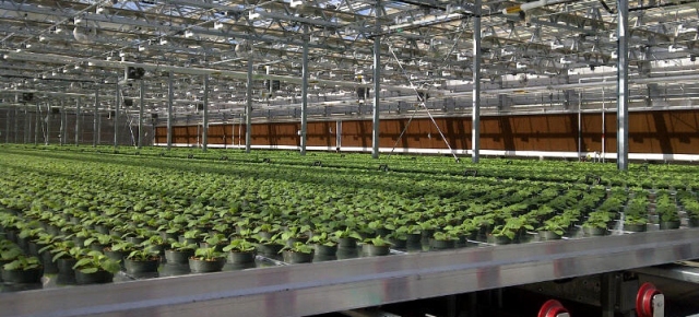 Tobacco plants