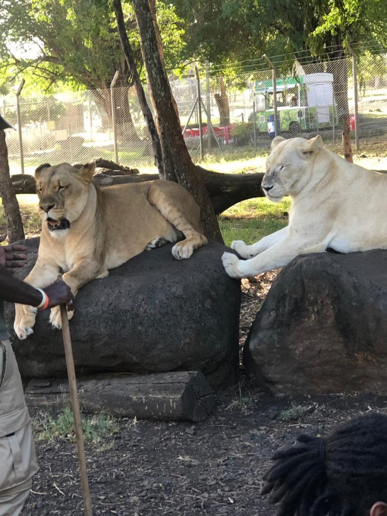 Lions: South Africa to bad private breeding of lions