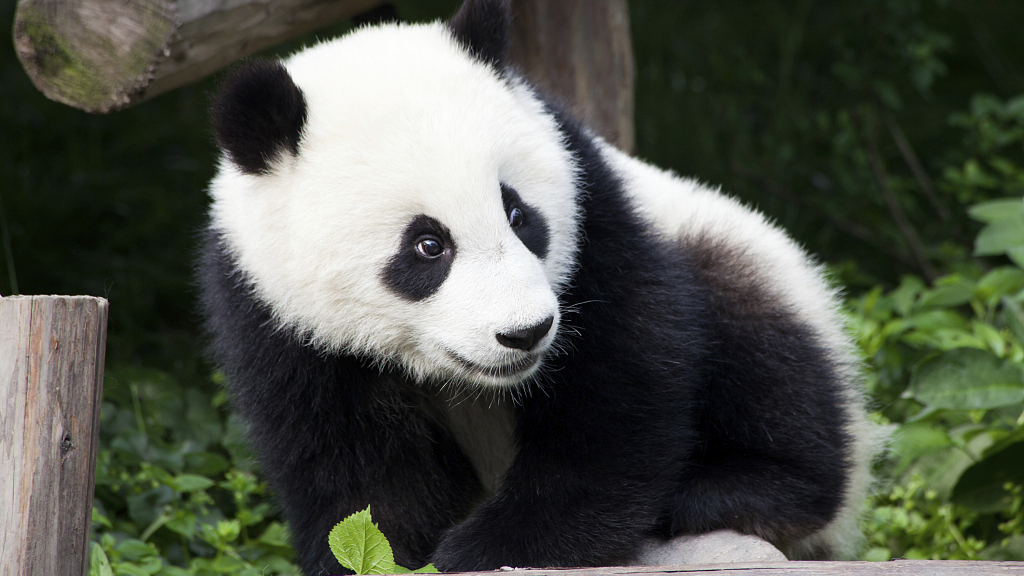 Chinese, Dutch leaders celebrate birth of panda cub