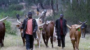 Open grazing: Herdsmen and their cows: Buji Local Government Council of Jigawa State banned under-aged children from grazing animals in the area,