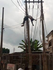 The remains of the man dangling on the pole after he was electrocuted to death