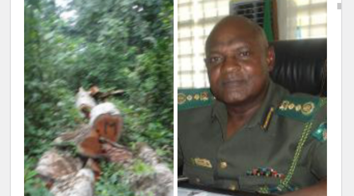 Investigation: Inside Cross River National Park, Nigeria’s Stolen Forest