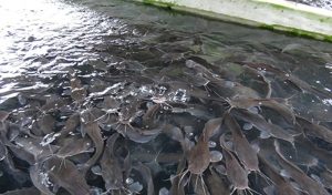 Fish pond: expert recommends ways to stop fish under cultivation in farms from dying