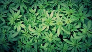 Marijuana, otherwise known as cannabis