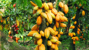 A cocoa plantation