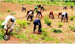 Farmers affected my draught