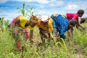Farmers at work