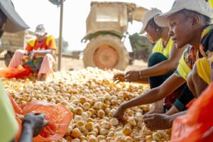 Farmers sorting local onions