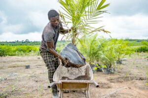 Oil palm tree planting