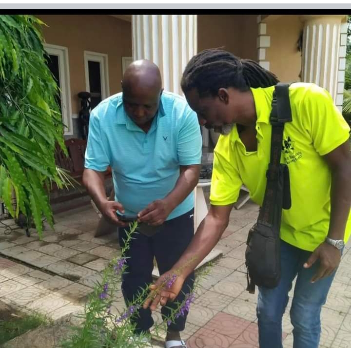 Examining a plant