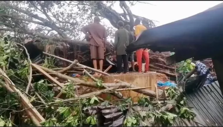 One of the trees fell into the popular Jattu Market, located in Etsako West local government area of Edo State.