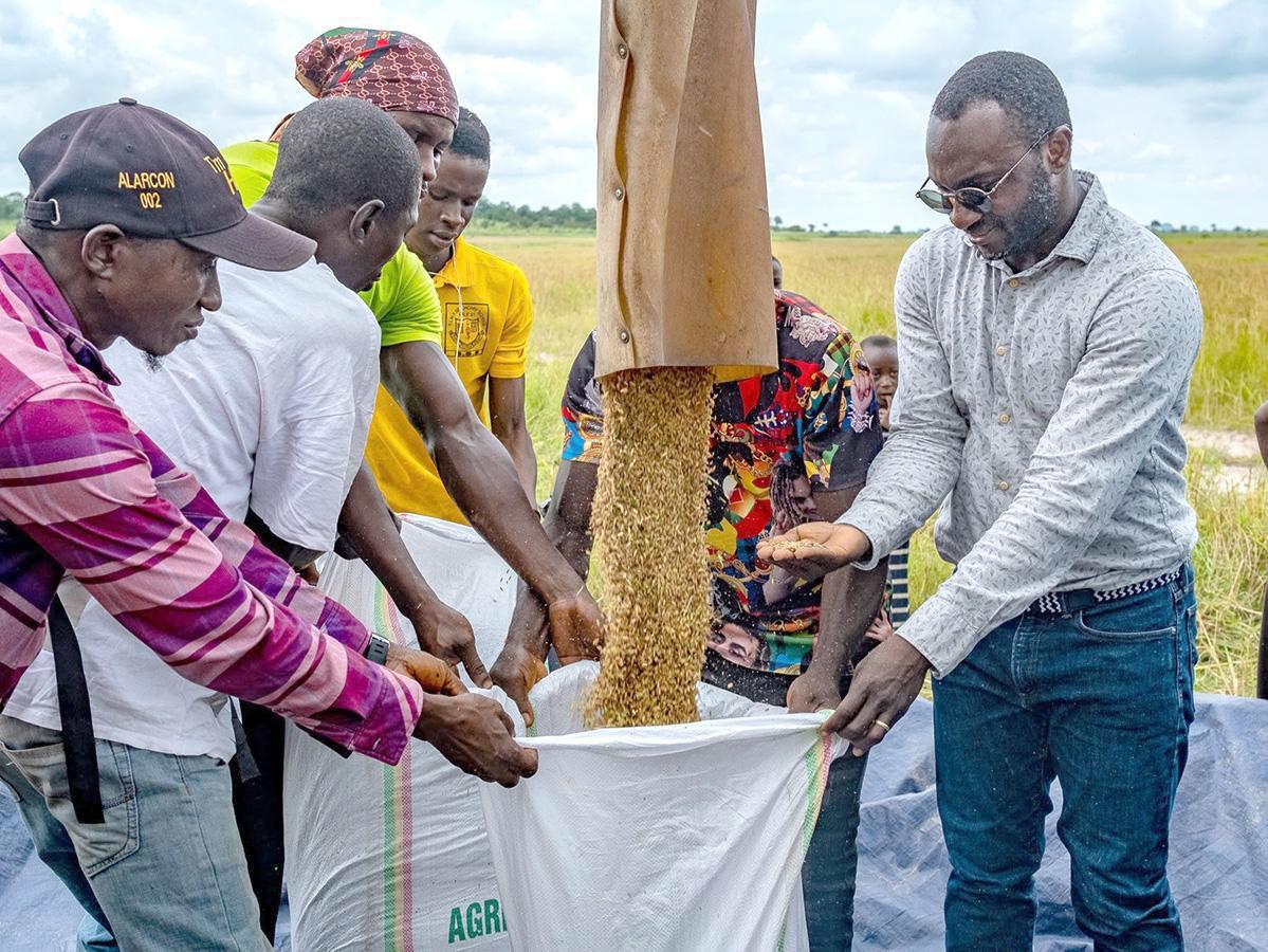 Minister of Agriculture, Dr. Kpaka harvesting local rice to boost food soverengnty
