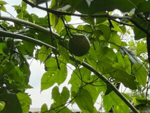 Senator Ojudu's lemon tree now producing fruit
