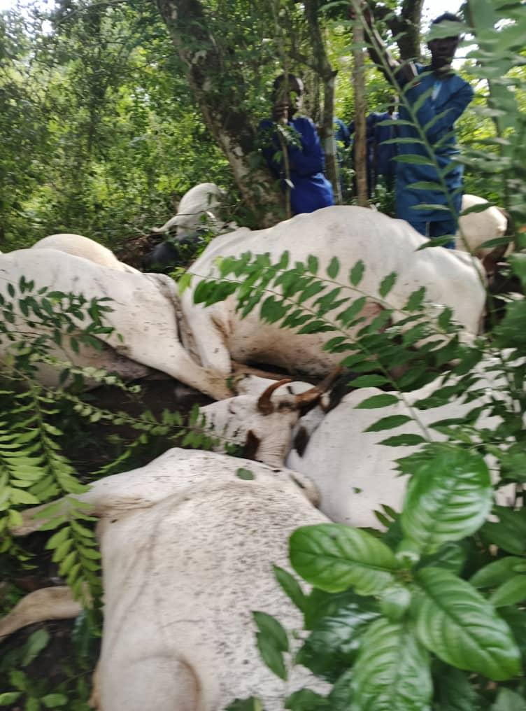 The dead cattle