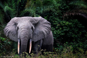 An elephant