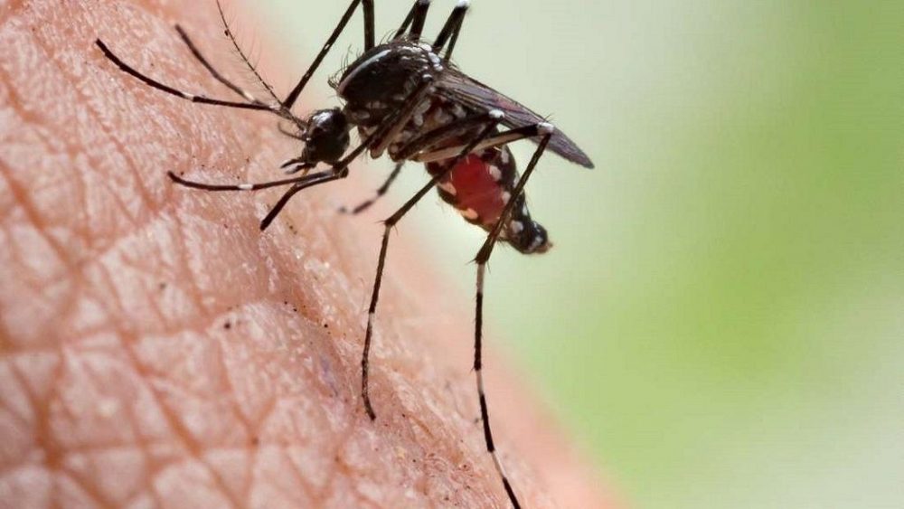 Malaria causin mosquito
